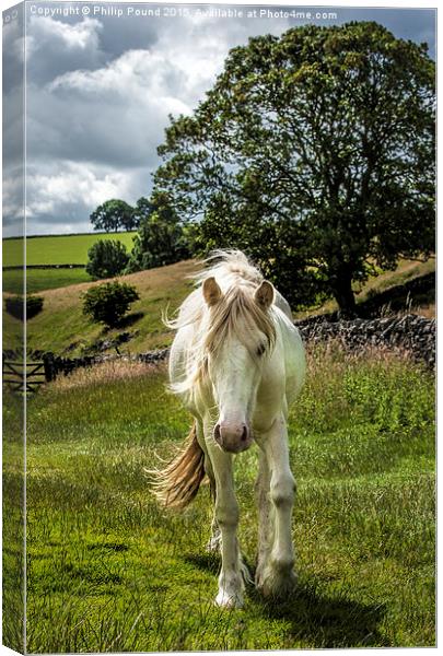 White Horse in the Peak District Canvas Print by Philip Pound