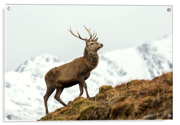Red Deer Stag in Winter Acrylic by Derek Beattie