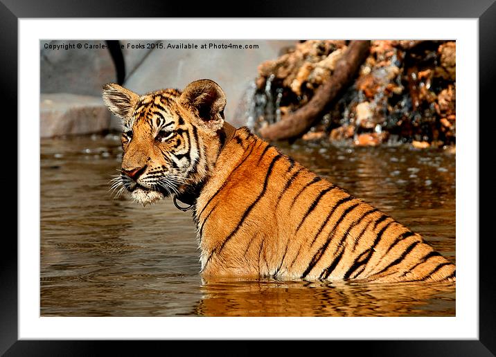 Bengal Tiger Cub Framed Mounted Print by Carole-Anne Fooks