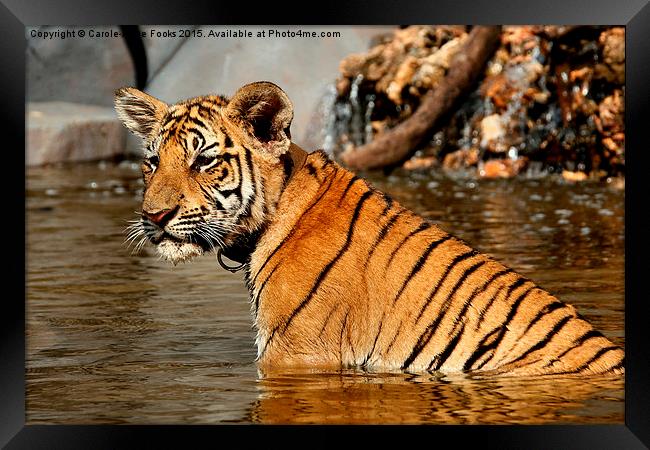 Bengal Tiger Cub Framed Print by Carole-Anne Fooks