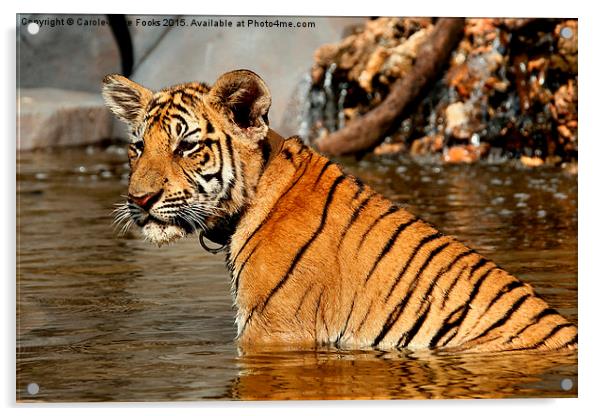 Bengal Tiger Cub Acrylic by Carole-Anne Fooks