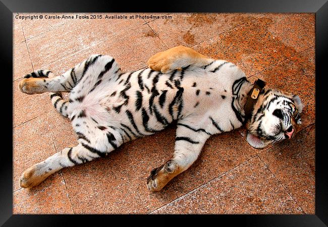 Sleeping Tiger Cub, Thailand Framed Print by Carole-Anne Fooks