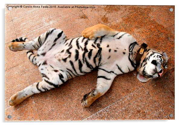 Sleeping Tiger Cub, Thailand Acrylic by Carole-Anne Fooks
