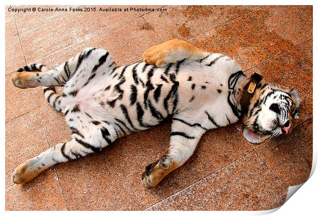 Sleeping Tiger Cub, Thailand Print by Carole-Anne Fooks