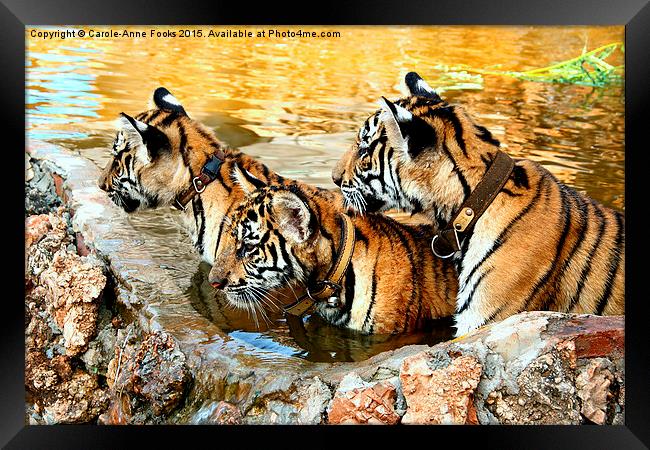  Trio of Tiger Cubs, Kanchanaburi, Thailand  Framed Print by Carole-Anne Fooks