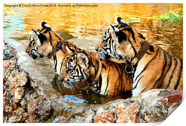  Trio of Tiger Cubs, Kanchanaburi, Thailand  Print by Carole-Anne Fooks