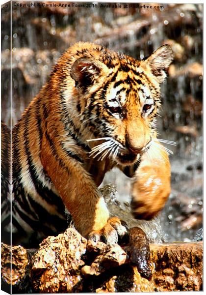  Bengal Tiger Cub Enjoying Water Play  Canvas Print by Carole-Anne Fooks