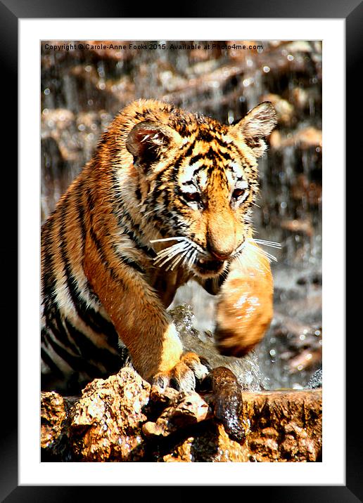  Bengal Tiger Cub Enjoying Water Play  Framed Mounted Print by Carole-Anne Fooks