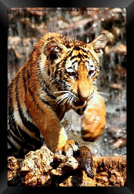  Bengal Tiger Cub Enjoying Water Play  Framed Print by Carole-Anne Fooks