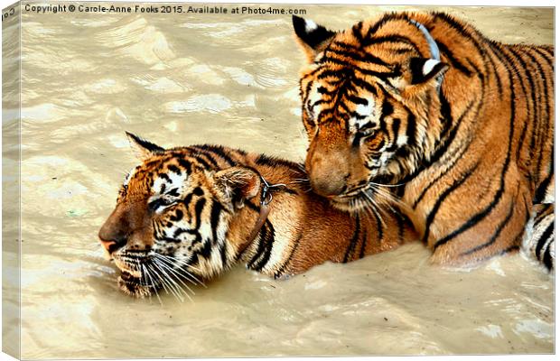 Tigers at Play Canvas Print by Carole-Anne Fooks