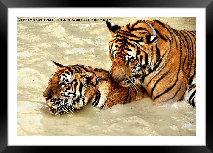 Tigers at Play Framed Mounted Print by Carole-Anne Fooks