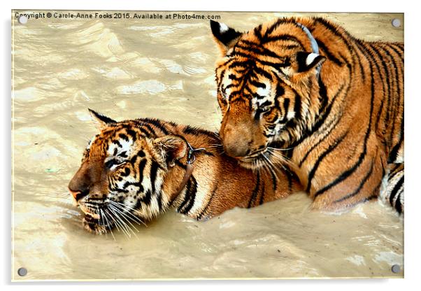 Tigers at Play Acrylic by Carole-Anne Fooks