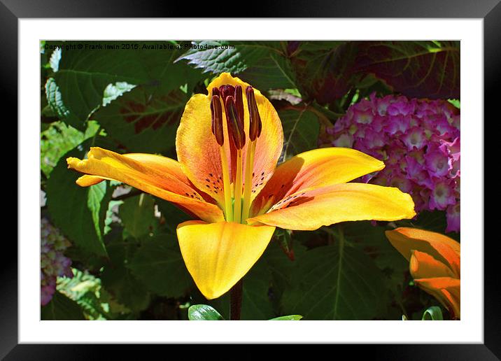 A beautiful yellow lily Framed Mounted Print by Frank Irwin