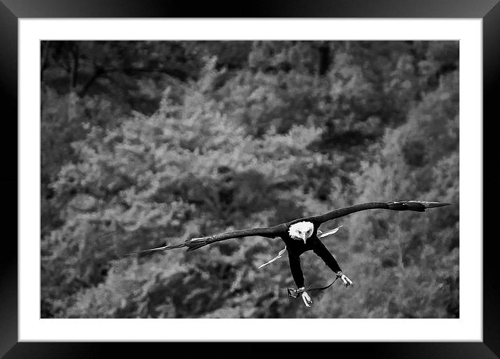  Cleared for landing Framed Mounted Print by Gary Schulze
