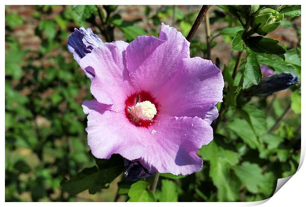 purple flower Print by Marinela Feier