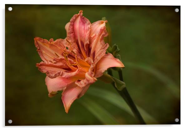  lily hemerocallis pink damask  Acrylic by Eddie John