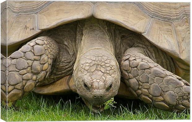 Giant Tortoise Canvas Print by David Brotherton