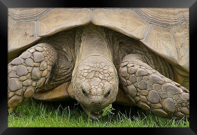 Giant Tortoise Framed Print by David Brotherton