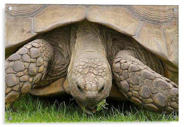 Giant Tortoise Acrylic by David Brotherton