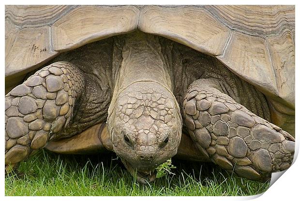 Giant Tortoise Print by David Brotherton