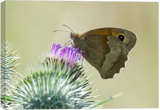 Small Heath Butterfly Canvas Print by David Brotherton