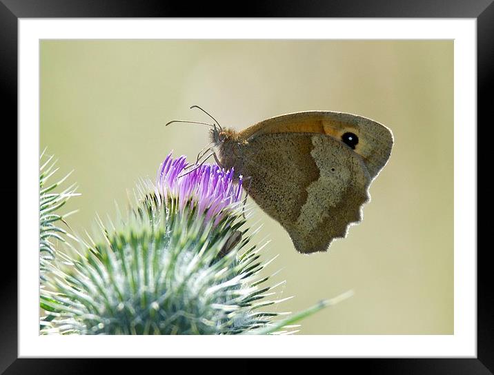 Small Heath Butterfly Framed Mounted Print by David Brotherton