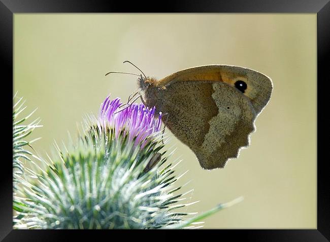 Small Heath Butterfly Framed Print by David Brotherton