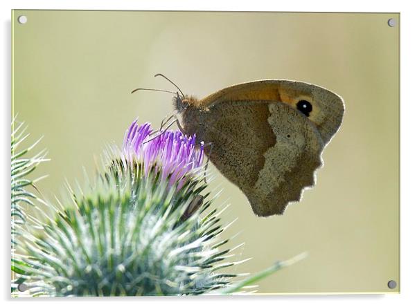 Small Heath Butterfly Acrylic by David Brotherton