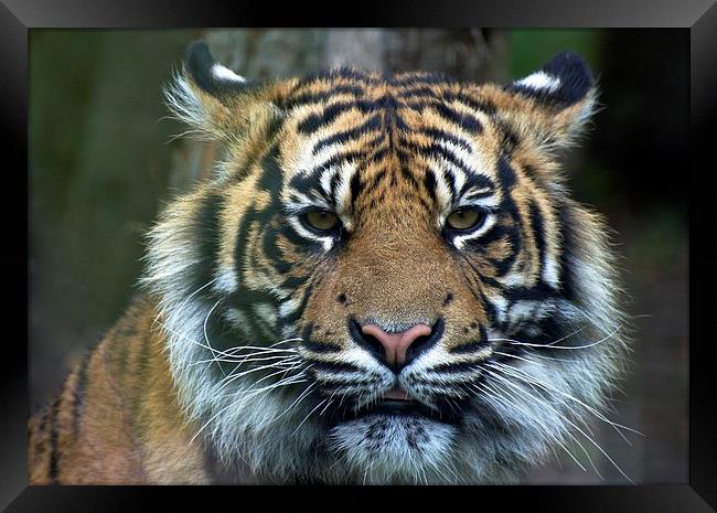 Eye Of The Tiger Framed Print by David Brotherton