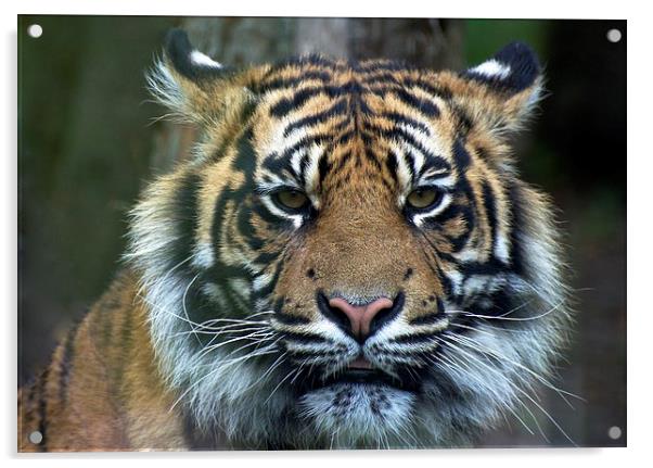 Eye Of The Tiger Acrylic by David Brotherton