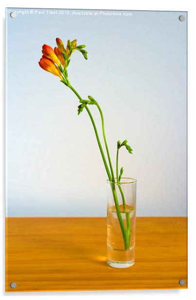 Freesia flowers Acrylic by Paul Fleet