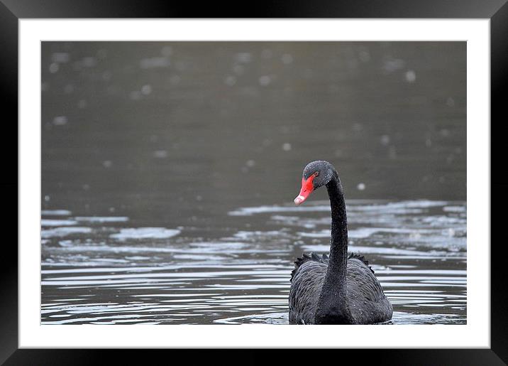  The Black Swan Framed Mounted Print by David Brotherton