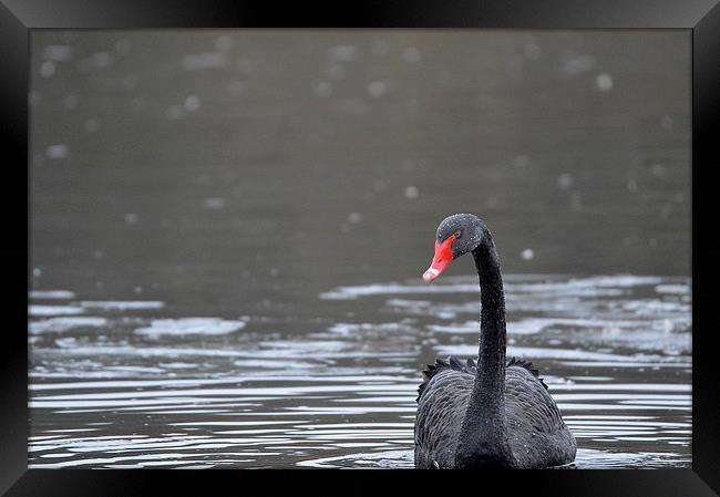  The Black Swan Framed Print by David Brotherton