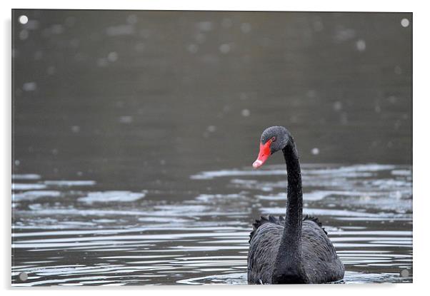  The Black Swan Acrylic by David Brotherton