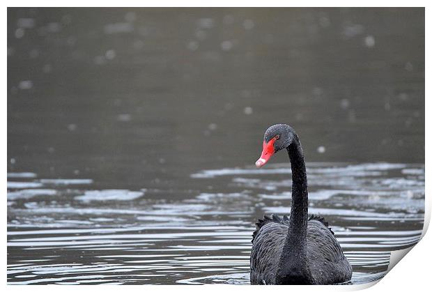  The Black Swan Print by David Brotherton