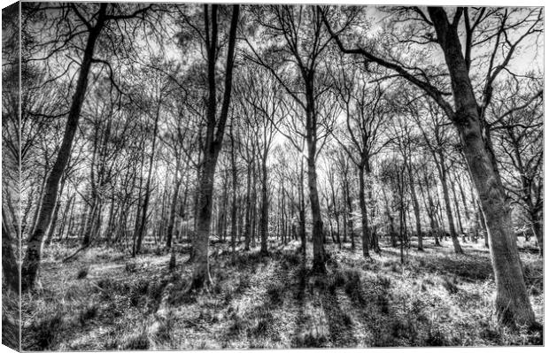 The Monochrome Forest Canvas Print by David Pyatt