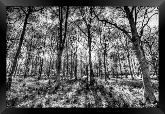 The Monochrome Forest Framed Print by David Pyatt