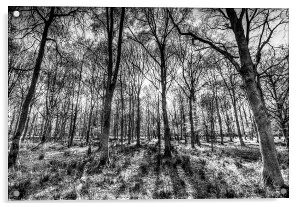 The Monochrome Forest Acrylic by David Pyatt