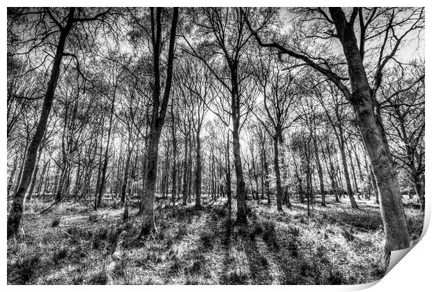 The Monochrome Forest Print by David Pyatt