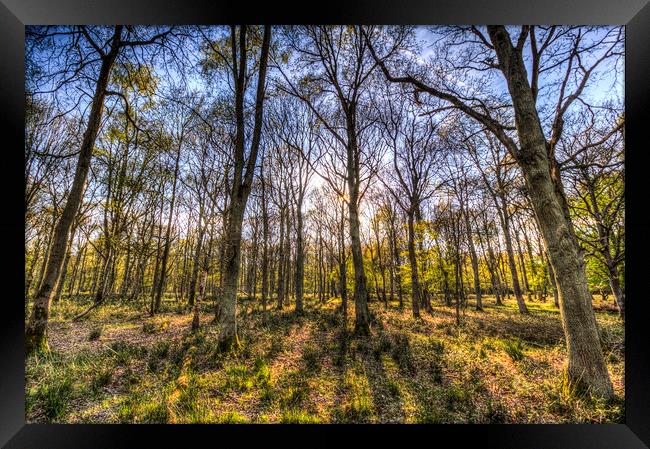 The Sunset Forest Framed Print by David Pyatt