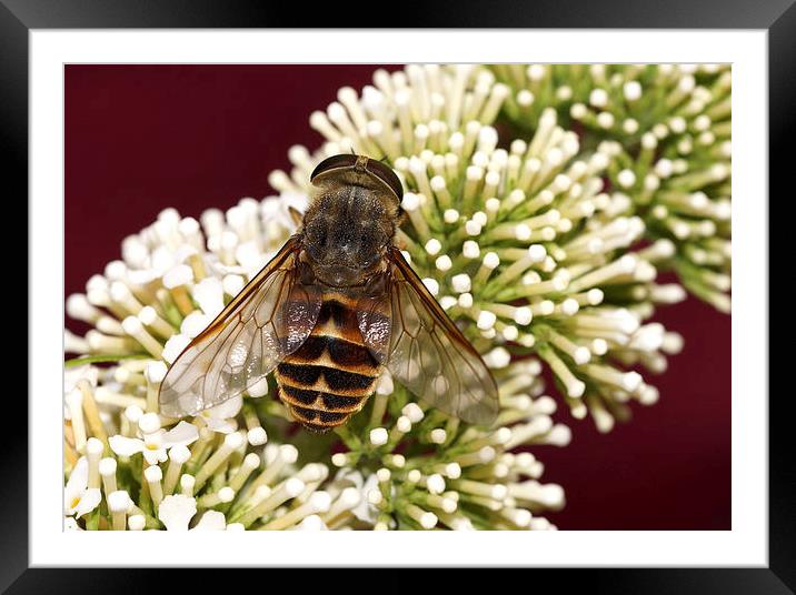  Green Giant Horsefly. Framed Mounted Print by JC studios LRPS ARPS