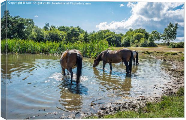 New Forest ponies at Hatchet pond Canvas Print by Sue Knight