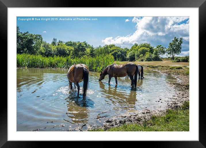 New Forest ponies at Hatchet pond Framed Mounted Print by Sue Knight
