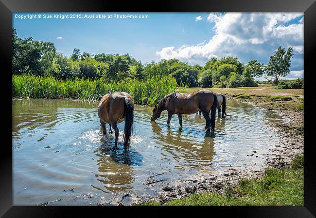 New Forest ponies at Hatchet pond Framed Print by Sue Knight