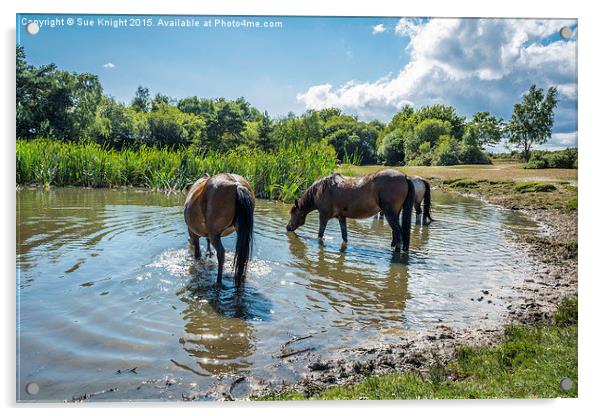 New Forest ponies at Hatchet pond Acrylic by Sue Knight