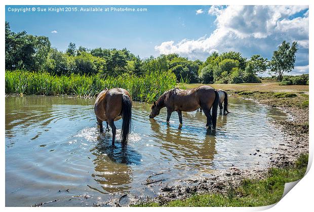 New Forest ponies at Hatchet pond Print by Sue Knight