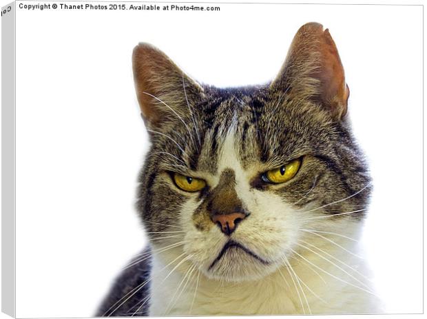  Grumpy cat Canvas Print by Thanet Photos
