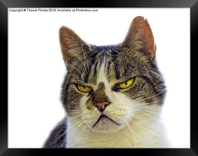 Grumpy cat Framed Print by Thanet Photos