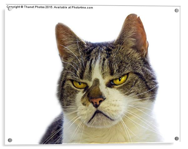  Grumpy cat Acrylic by Thanet Photos
