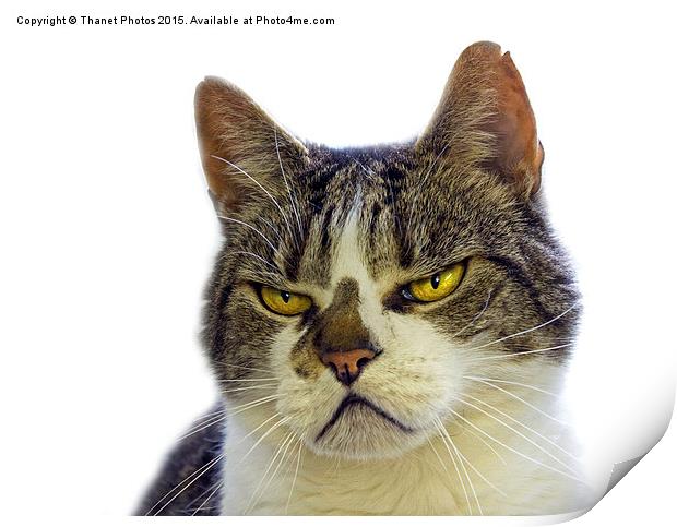  Grumpy cat Print by Thanet Photos